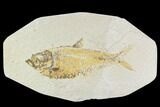Bargain, Diplomystus Fossil Fish - Wyoming #108678-1